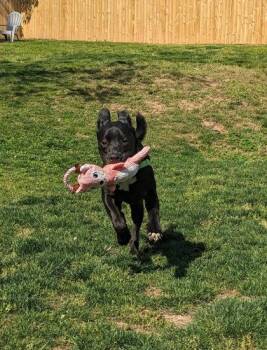 Mixed Breed Dogs Available for Adoption in Fairfax, Virginia - Goofy Goober The III | PetCurious