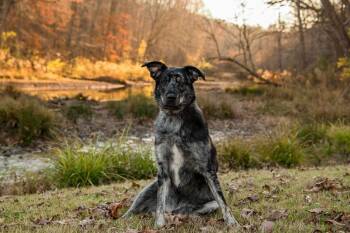 Australian Shepherd and Catahoula Leopard Dog Dogs Available for Adoption - Jake | PetCurious