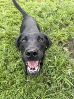 Luna -  Labrador Retriever Dog for Adoption in Xenia, Ohio - Luna | PetCurious