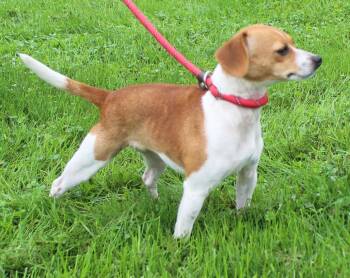 Princess Pumpkin Pie Spice (12352) -  Jack Russell Terrier Dog for Adoption in Heath, Ohio - Princess Pumpkin Pie Spice (12352) | PetCurious