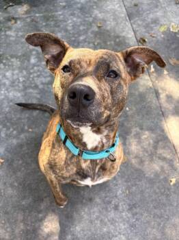 Athena -  Pit Bull Terrier Dog for Adoption in Bowling Green, Ohio - Athena | PetCurious