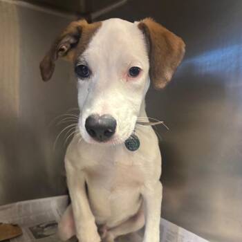 TX4060 Leward -  Mixed Breed Dog for Adoption in Port Washington, New York - TX4060 Leward | PetCurious