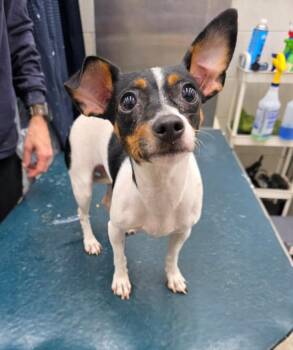 Rat Terrier Dogs Available for Adoption - BONNIE | PetCurious