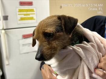 Yorkshire Terrier and Mixed Breed Dogs Available for Adoption - SWEET P | PetCurious