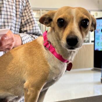 Lulu -  Chihuahua Dog for Adoption in Los Angeles, California - Lulu | PetCurious