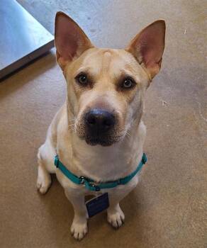 JUNIE B -  Shar Pei Dog for Adoption in San Antonio, Texas - JUNIE B | PetCurious