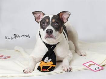 SLEEPY -  Australian Cattle Dog Blue Heeler and Mixed Breed Dog for Adoption in Omaha, Nebraska - SLEEPY | PetCurious