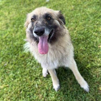 Rescue Anatolian Shepherd Dogs for Adoption in Enterprise, Alabama - Sassy | PetCurious