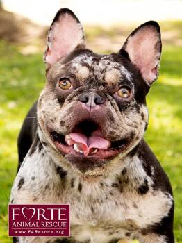 French Bulldog Dogs Available for Adoption in Marina Del Rey, California - Corazon | PetCurious