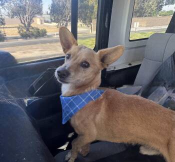 BART -  Cardigan Welsh Corgi and Chihuahua Dog for Adoption - BART | PetCurious