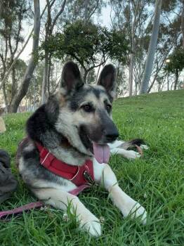 HONEY -  German Shepherd Dog Dog for Adoption in Los Angeles, California - HONEY | PetCurious