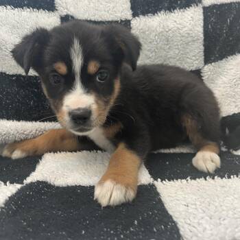 Taking Bark Sunday -  Border Collie and Mixed Breed Dog for Adoption in Murray, Utah - Taking Bark Sunday | PetCurious