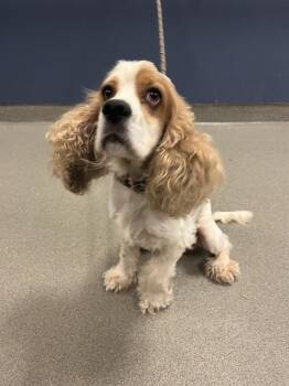 LUCAS -  Cocker Spaniel Dog for Adoption in Doral, Florida - LUCAS | PetCurious