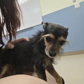 Hammy -  Chihuahua and Mixed Breed Dog for Adoption in Grand Junction, Colorado - Hammy | PetCurious