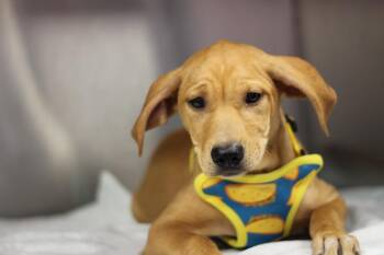 Honey -  Mixed Breed Dog for Adoption in Rockford, Illinois - Honey | PetCurious
