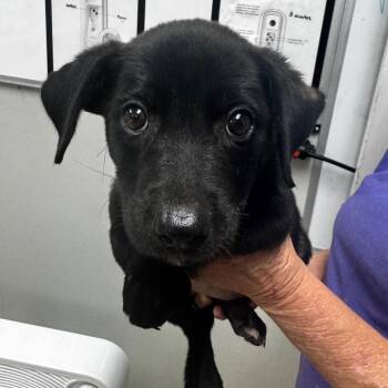 Lillian (CoCo) -  Labrador Retriever and Mixed Breed Dog for Adoption in Starkville, Mississippi - Lillian (CoCo) | PetCurious