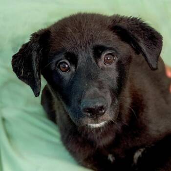 Oberon -  Mixed Breed Dog for Adoption in Chapel Hill, North Carolina - Oberon | PetCurious