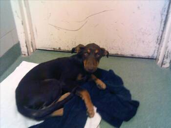 Rescue Mixed Breed Dogs for Adoption in Santa Fe, New Mexico - CLAUDIA | PetCurious