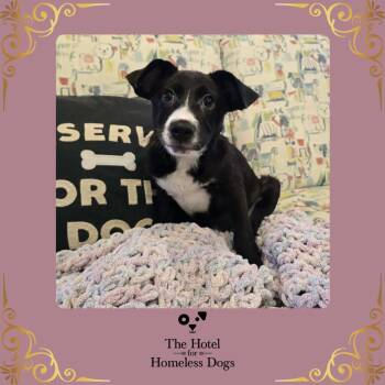 Feist and Terrier Dogs Available for Adoption in Cumberland, Rhode Island - Bamboo | PetCurious