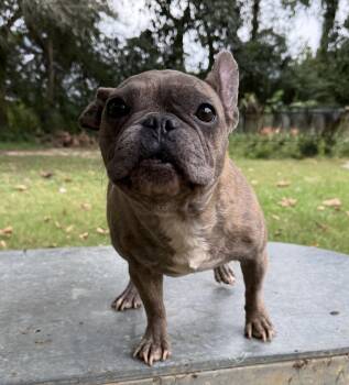 Rescue French Bulldog Dogs for Adoption in Foley, Alabama - Seraphina (MaeMae) | PetCurious