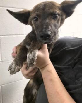 A428346 -  German Shepherd Dog and Mixed Breed Dog for Adoption in Conroe, Texas - A428346 | PetCurious
