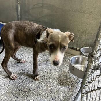 Stray Thaxton Rd. -  Terrier Dog for Adoption in Roxboro, North Carolina - Stray Thaxton Rd. | PetCurious