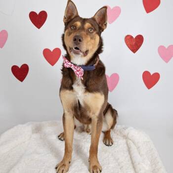Australian Kelpie and Mixed Breed Dogs Available for Adoption - Bear | PetCurious