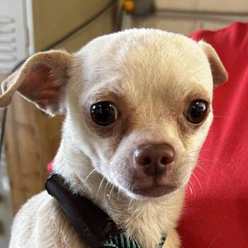 Mixed Breed Dogs Available for Adoption in Leander, Texas - Fenrir | PetCurious