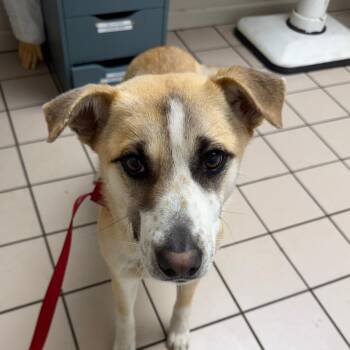 Shepherd and Collie Dogs Available for Adoption - TUSC-Stray-83453 | PetCurious