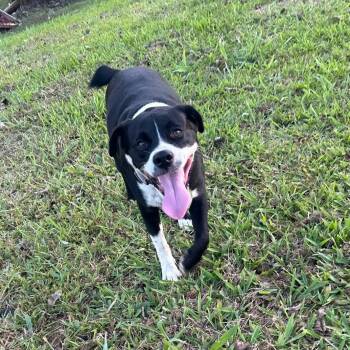 Chinto -  Boxer and Labrador Retriever Dog for Adoption in Albion, New York - Chinto | PetCurious