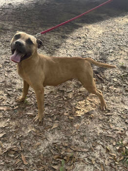 Rescue Pit Bull Terrier Dogs for Adoption in Troy, Alabama - Cassey | PetCurious