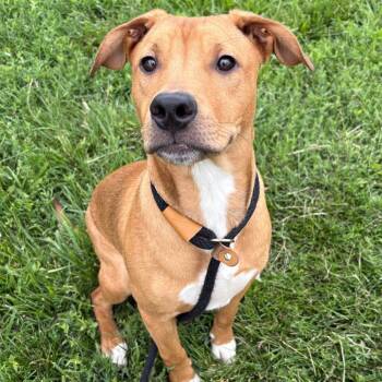 Archie P4P -  Mixed Breed Dog for Adoption in Saint Joseph, Missouri - Archie P4P | PetCurious