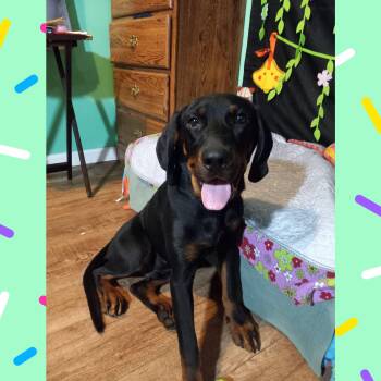 Rescue Rottweiler and Hound Dogs for Adoption in Fort Wayne, Indiana - Hunter | PetCurious