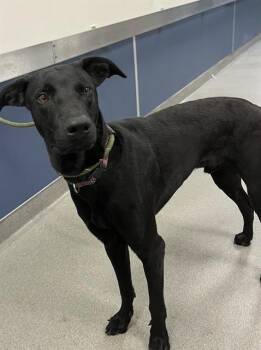 Rescue Labrador Retriever Dogs for Adoption in Doral, Florida - BRIAN | PetCurious