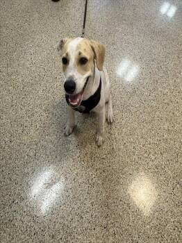 FORREST -  Terrier and Mixed Breed Dog for Adoption in Doral, Florida - FORREST | PetCurious
