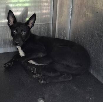 XYLO -  Chihuahua Dog for Adoption in San Antonio, Texas - XYLO | PetCurious