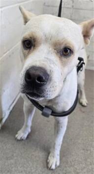 LEDGER -  Pit Bull Terrier and Mixed Breed Dog for Adoption in San Bernardino, California - LEDGER | PetCurious