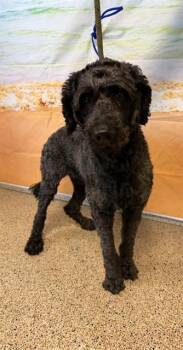 LAUREN -  Portuguese Water Dog Dog for Adoption in Doral, Florida - LAUREN | PetCurious