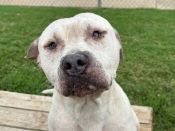 Rescue Pit Bull Terrier and Mixed Breed Dogs for Adoption in Tulsa, Oklahoma - BUBBA | PetCurious
