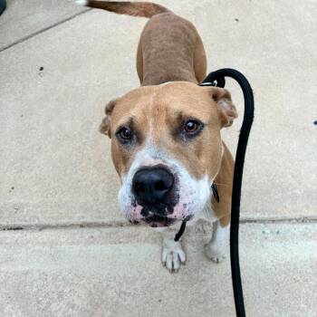 09/23/2026-Stray-Cussetaroad -  Mixed Breed Dog for Adoption in Columbus, Georgia - 09/23/2026-Stray-Cussetaroad | PetCurious