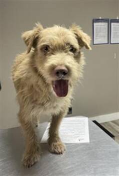 GOOFY -  Terrier and Mixed Breed Dog for Adoption in Redlands, California - GOOFY | PetCurious