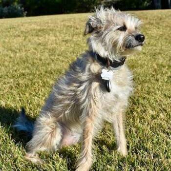 Mixed Breed Dogs Available for Adoption in Philadelphia, Pennsylvania - Honeybunny **Courtesy Post** | PetCurious