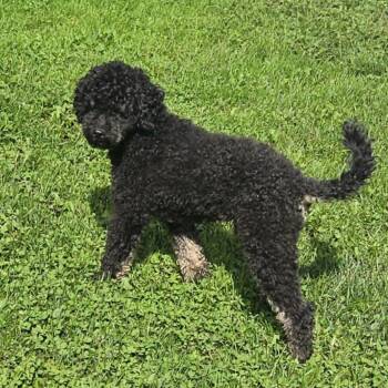 Pepper -  Miniature Poodle Dog for Adoption in Homer, New York - Pepper | PetCurious