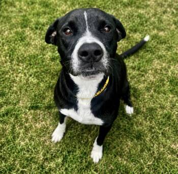 Border Collie and Labrador Retriever Dogs Available for Adoption in Houston, Texas - Tito | PetCurious
