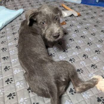 Vanessa -  Schnauzer and Wirehaired Terrier Dog for Adoption in Yukon, Oklahoma - Vanessa | PetCurious