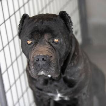 Cane Corso Dogs Available for Adoption in Peyton, Colorado - Horace (MR26-350) | PetCurious