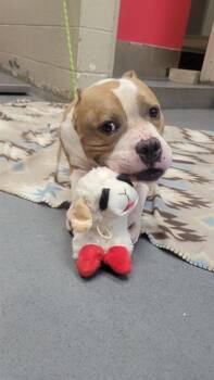 MITCH -  Pit Bull Terrier Dog for Adoption in Indianapolis, Indiana - MITCH | PetCurious
