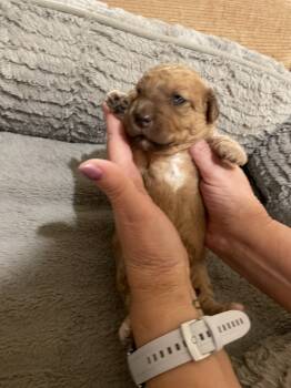 Mini Dolly -  Goldendoodle Dog for Sale in Centralia, Kansas - Mini Dolly | PetCurious