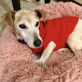 Rescue Jack Russell Terrier and Dachshund Dogs for Adoption in Ferndale, Michigan - Mozzarella | PetCurious