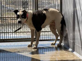 HOPE -  Pit Bull Terrier Dog for Adoption in Camarillo, California - HOPE | PetCurious